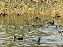 -天津东丽湖风景区
