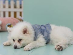 -怪兽屋·羊驼·猫咖·狗咖(俊华广场店)