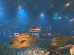 -海棠湾洲际-涛·海底餐厅·美人鱼·自助餐·海底隧道