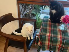 -有猫主题·治愈系猫咖(曾厝垵店)