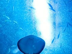 -珠海长隆海洋王国