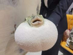 -鲐赏河豚(长寿店)