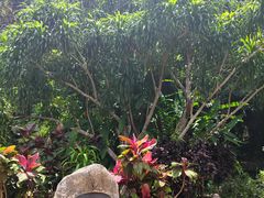 -中国科学院西双版纳热带植物园