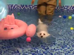 -宠匠·爱宠堡 PET CASTLE