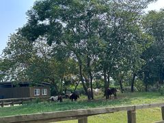 -苏州太湖西山岛开心农场