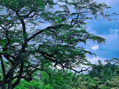 -中国科学院西双版纳热带植物园