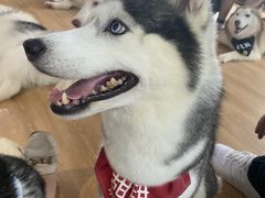 -Husky Go! 哈士奇体验馆·宠物咖啡厅狗咖