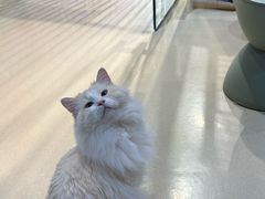 -藏猫猫咖啡主题馆(中央大道店)