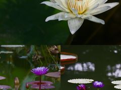 -国家植物园
