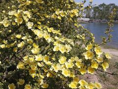 -大兴滨河森林公园