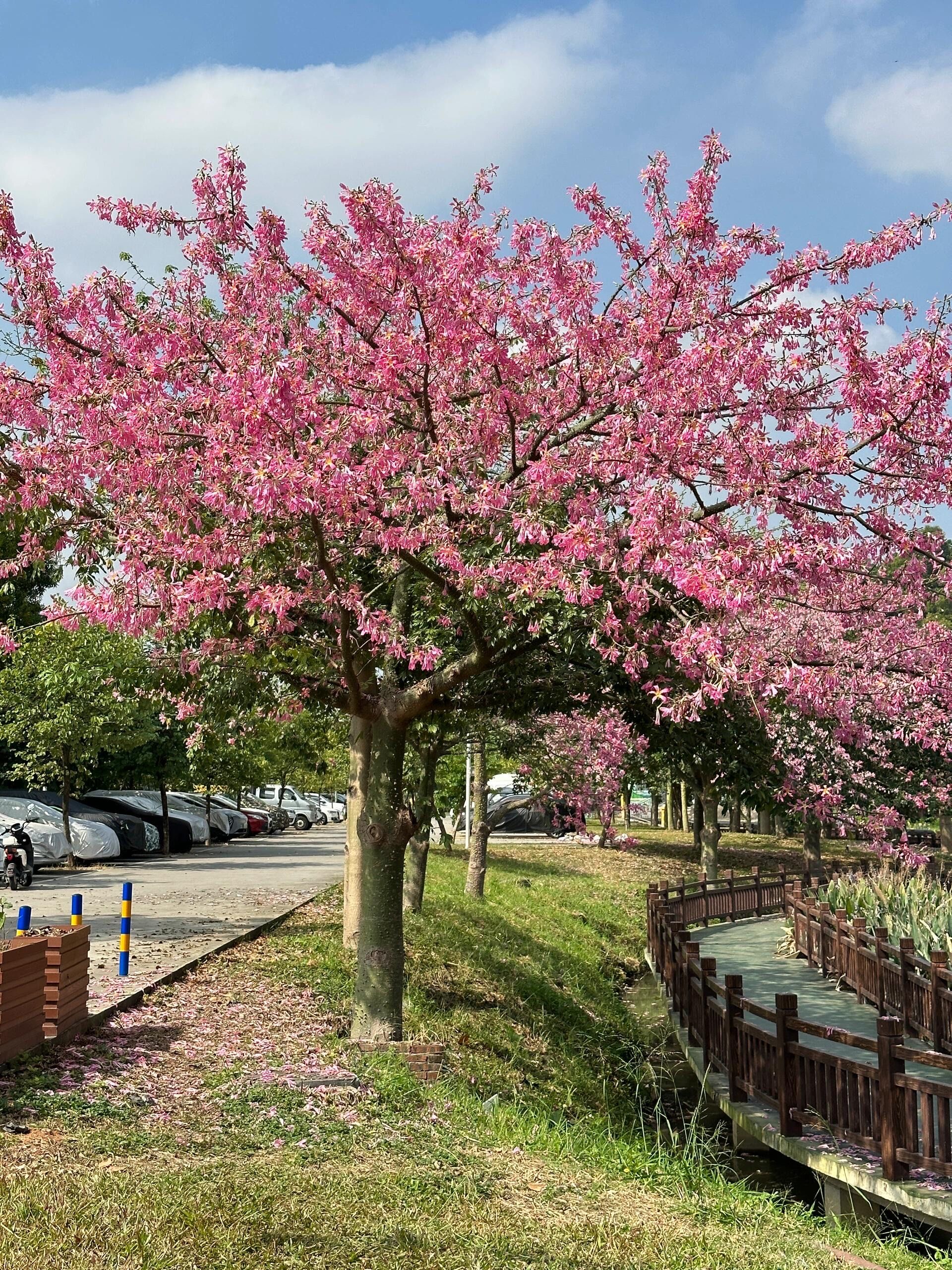 广州番禺这里的异木棉🌸已开爆,快去拍‼️