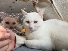 -平行世界·猫咖(首经贸店)