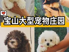 -翊宠yipet猫狗购宠庄园犬舍•猫舍