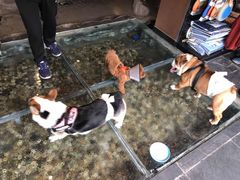 -百好乐宠物友好餐厅(朝外大街店)