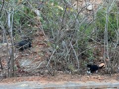 -北京西山国家森林公园