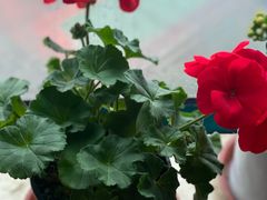 -麦当劳(静安寺店)