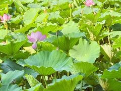 -莲池书院博物馆