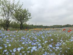 -上海滨江森林公园