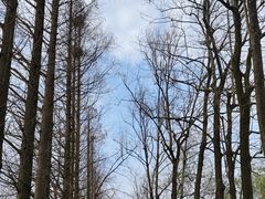 -洋湖国家湿地公园