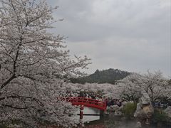 -东湖磨山景区樱花园-停车场