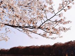 -高东镇樱花园