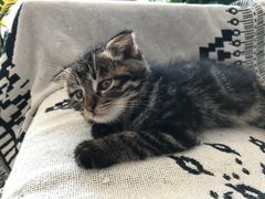 -平行世界·猫咖(首经贸店)