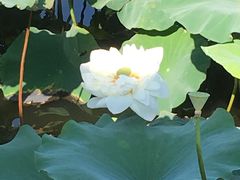 -荷塘月色湿地公园·向阳花洲