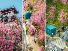 -武汉大学-樱园