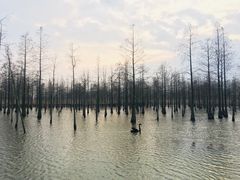 -池杉湖湿地公园