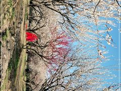 -香雪海
