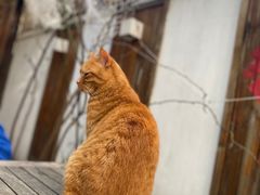 -喵屿·大理花园猫咖