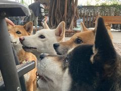 -柴犬高等学院·狗咖·柴犬售卖·宠物训练