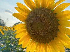 -光明小镇欢乐田园