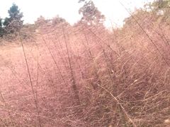 -南湖湿地公园