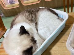 -藦茜花园宠物主题亲子互动体验馆(国顺东路店)
