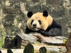 -都江堰中华大熊猫苑