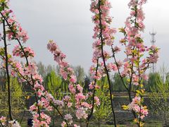 -洨河生态公园