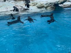 -帝企鹅自助餐厅•儿童岛•真企鹅(长隆企鹅酒店)