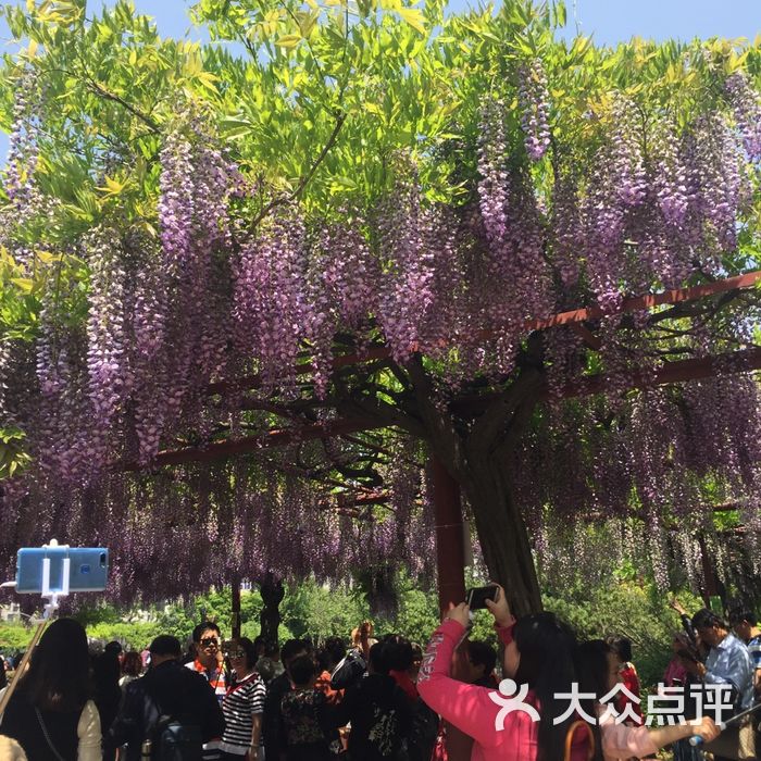 嘉定紫藤園圖片-北京公園-大眾點評網