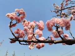 -天适樱花悠乐园