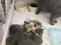 -喵的天空名猫咖啡馆·撸猫·猫舍·用品