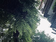 -樹下遇见树·咖啡
