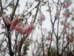 -天适樱花悠乐园