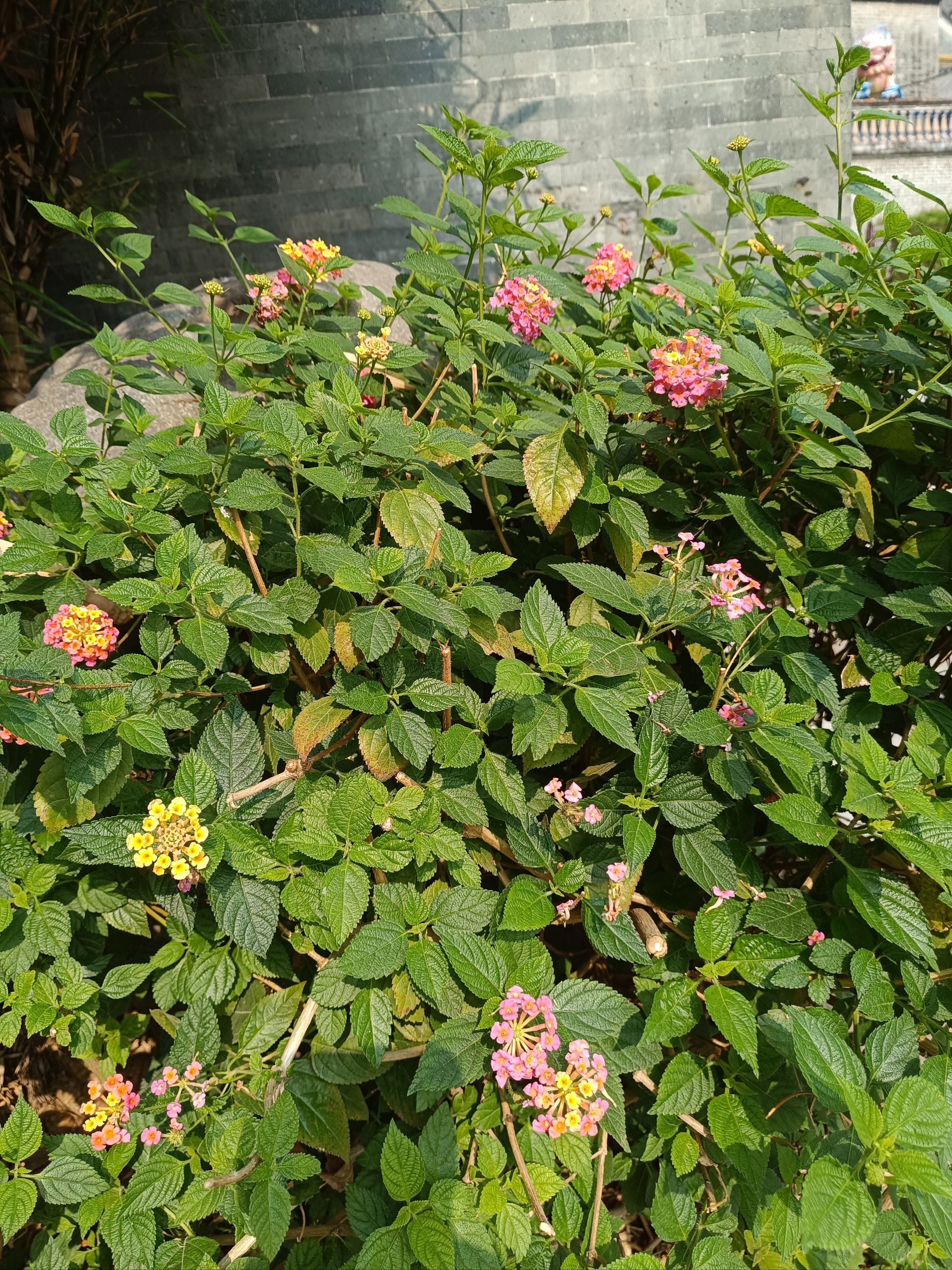 幼时见过的三色花