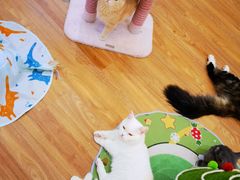 -COLOR PETS 撸猫馆·购猫·猫咖(长风大悦城店)