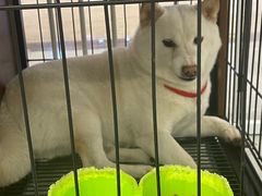 -柴犬小屋·柴餐厅·狗咖食堂(金鼎广场店)