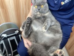 -瑞鹏宠物医院·骨科·猫科·内科(第一中心)