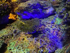 -上海海洋水族馆