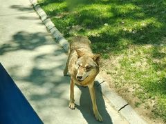 -北京野生动物园