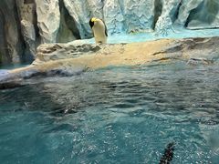 -帝企鹅自助餐厅•儿童岛•真企鹅(长隆企鹅酒店)